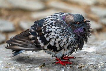 Una paloma urbana con plumaje erizado y colores iridiscentes se posa sobre una roca, mostrando su adaptabilidad y presencia en la ciudad