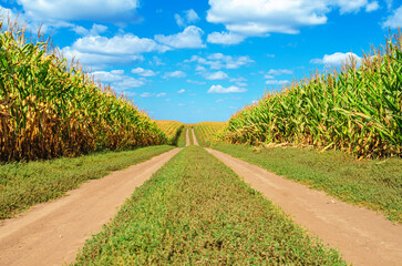Field road that goes into distance between corn fields