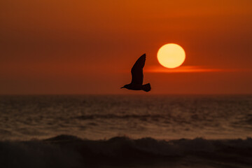 Una gaviota vuela en silueta frente a un impresionante atardecer naranja sobre el océano,...
