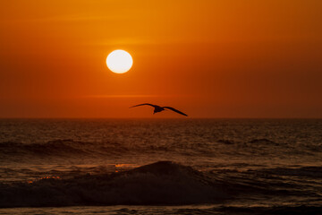 Una gaviota vuela en silueta frente a un impresionante atardecer naranja sobre el océano,...