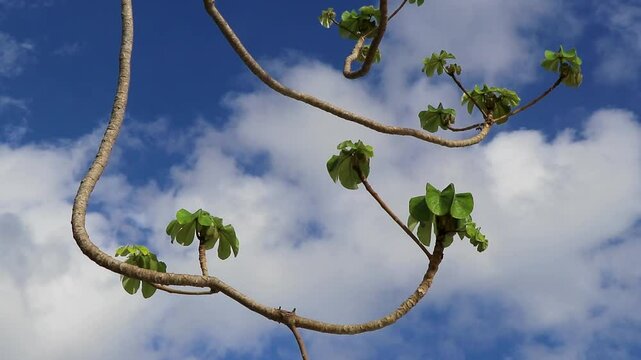 Trumpet tree with blue sky and clouds in tropical jungle in Mexico.