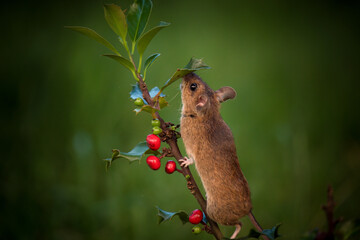 a wood mouse, apodemus sylvaticus, in the garden, is climbing on a ilex plant with red berries, at...