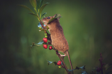 a wood mouse, apodemus sylvaticus, in the garden, is climbing on a ilex plant with red berries, at...