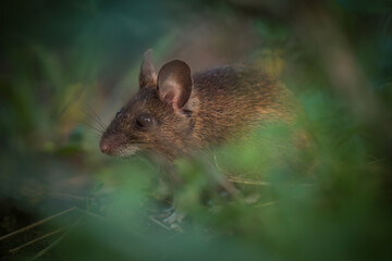 a portrait from a wood mouse, apodemus sylvaticus, in the garden on the green grass at a summer evening
