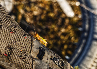 Jumping grasshopper insect sits on backpack in nature