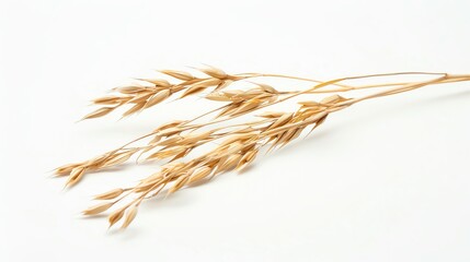 Dried oat stems on a white background, showcasing natural beauty and simplicity. Perfect for decor and botanical projects.
