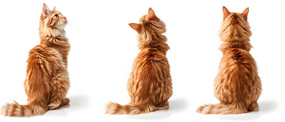 Cute orange cat standing on hind legs, back view, three views of the same cute ginger longhair cat sitting and looking up isolated white background.