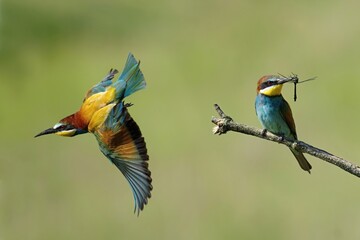 Pair of colorful birds - european bee eaters (Merops apiaster) in spring during mating season, one with the catched prey -
a dragonfly, sitting on a branch, other one flying away with spread wings