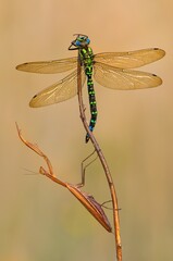 Predatory insect European mantis, Mantis Religiosa, hunting for prey and attacking beautiful colorful dragonfly with spread wings. Predator insect hunting on branch. Wild animal in natural environment