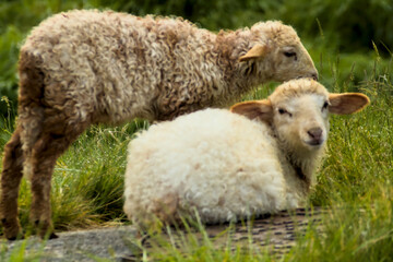 two baby lambs on green grass