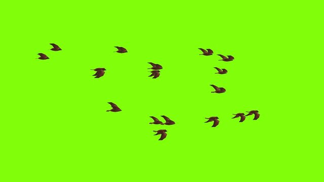 low poly bird animation loop on green screen