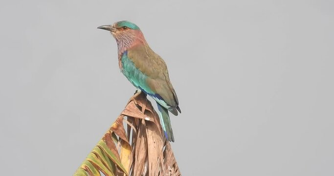 Indian roller calling sitting on a banana tree