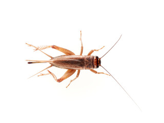A brown cricket. House crickets. Acheta Domesticus 
