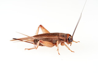 A brown cricket. House crickets. Acheta Domesticus 