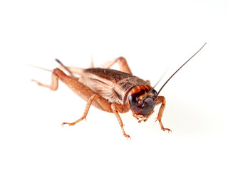 A brown cricket. House crickets. Acheta Domesticus 