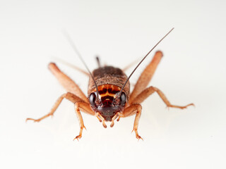 Fototapeta premium A brown cricket. House crickets. Acheta Domesticus 