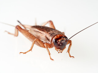 A brown cricket in a white background. House crickets. Acheta Domesticus 