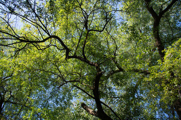 tree in the park