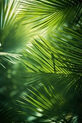 Sunlight and Palm Leaves Shadow on a Green Backdrop