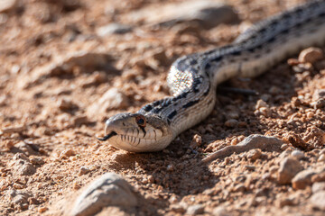 California Gopher Snake with tongue out.  Macro wildlife close up.  