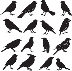 Collection of Black Bird Silhouettes: Vector Design Elements