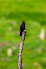 Amsel - Turdus merula - Schwarzdrossel