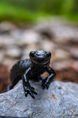 Alpensalamander - Salamandra atra - Hochschwab Region - Alpen