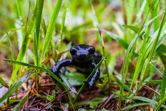 Alpensalamander - Salamandra atra - Hochschwab Region - Alpen