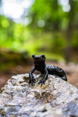 Alpensalamander - Salamandra atra - Hochschwab Region - Alpen