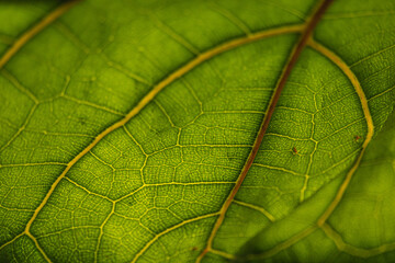 Close up detailed Macro of leaf with detail from light passing through, background image