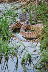 Bull snake in a marsh