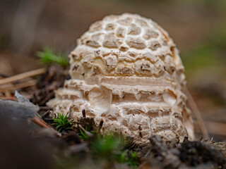 Tintling mushroom at ground level