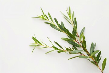 Obraz premium Fresh Tea Tree Branch with Green Leaves on White Background - Perfect for Nature Themed Designs, Illustrations, and Posters