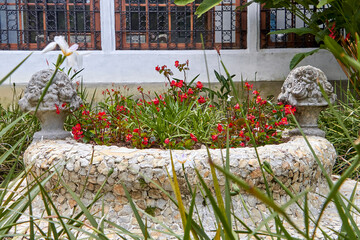 Reclaimed Beauty: Wildflowers Bloom in Abandoned Garden