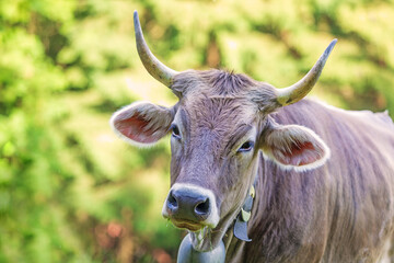 Kuh - Hörner - Braunvieh - Allgäu 