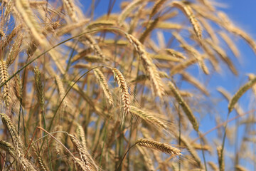 Ears of rye field, agriculture. Grain harvest. Yellow ears of grain on a field on a sunny day. Beautiful landscape of an agricultural field, ears of grain. Agricultural business concept. Grain harvest