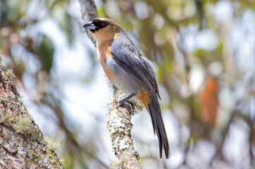 Bird on a branch