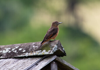 brown bird on roof