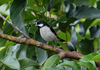 songbird on a tree