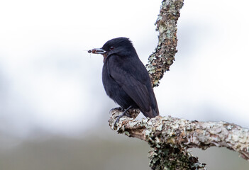 blackbird perched