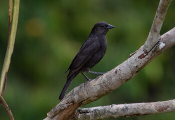 Obraz premium blackbird on a branch