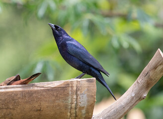 blackbird on a fence