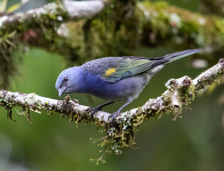 cyan bird on a branch