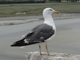 seagull on a rock