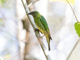 bird on a branch