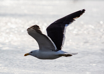 seagull in flight
