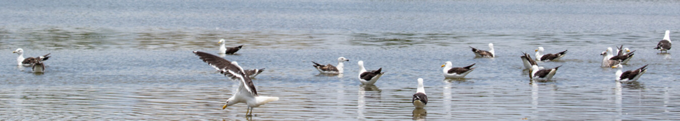 gulls in the water