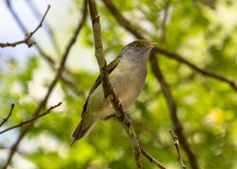 Bird on a branch