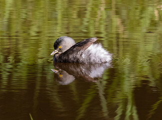 Grebe