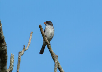 bird on a branch